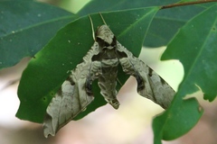 Smerinthinae
