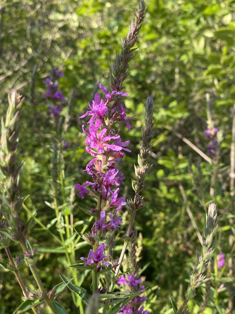 purple loosestrife from Riverview Rd, Rexford, NY, US on August 6, 2023