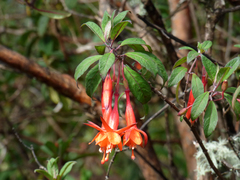 Fuchsia loxensis