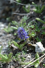 Veronica utahensis
