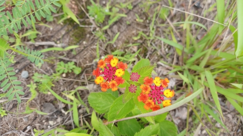 Image of Lantana horrida by (c) Carlos Martínez, some rights reserved (CC BY)