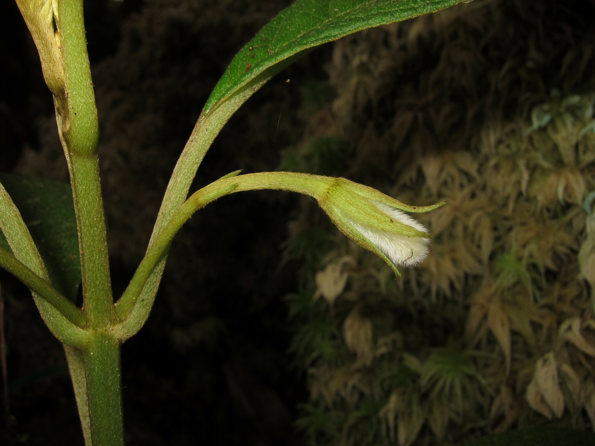 Cyrtandra lessoniana