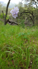 Dipterostemon capitatus