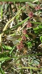 Euphorbia hirta image