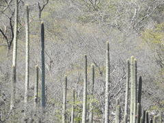 Cephalocereus polylophus, photograph (c) Sandino Guerrero, some rights reserved (CC BY)