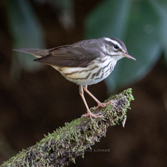 Louisiana Waterthrush photo 2