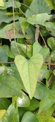Aristolochia triangularis, photograph Lucila Trussi, CC BY, iNaturalist via GBIF