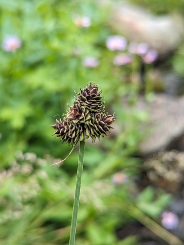 Carex nova