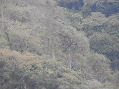 Cephalocereus polylophus, photograph (c) Sandino Guerrero, some rights reserved (CC BY)
