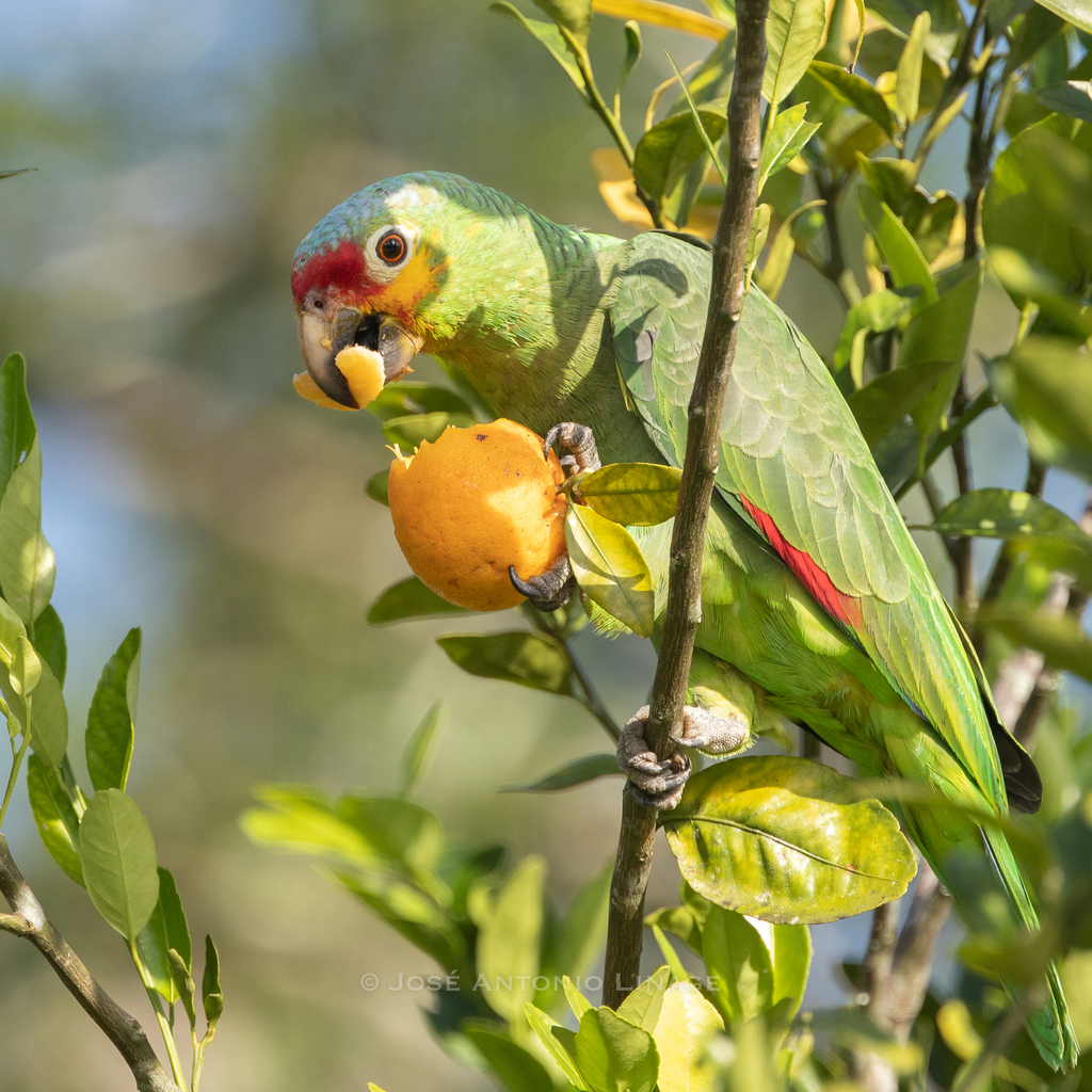 Red-lored Amazon photo