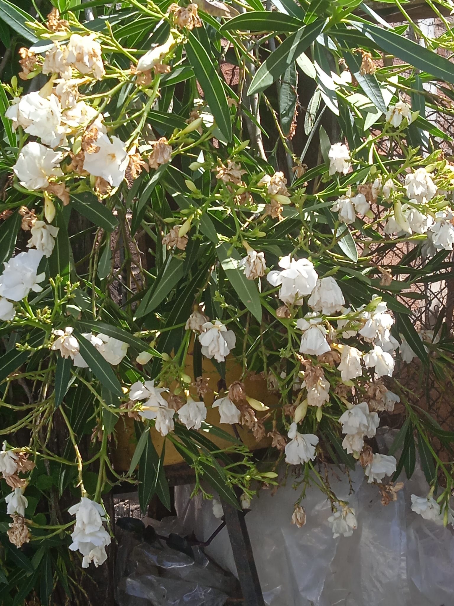 Nerium oleander image