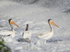Pelecanus erythrorhynchos