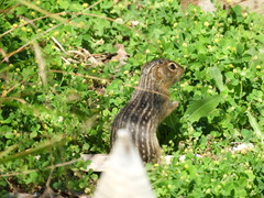 Ictidomys tridecemlineatus