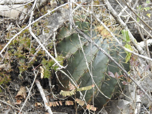 Bisnaga glaucescens