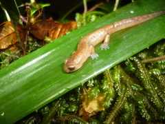 Celaque Mushroomtongue Salamande photo 2