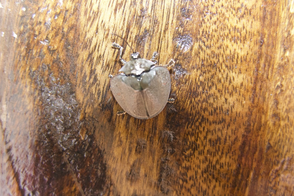 Discomorpha instabilis