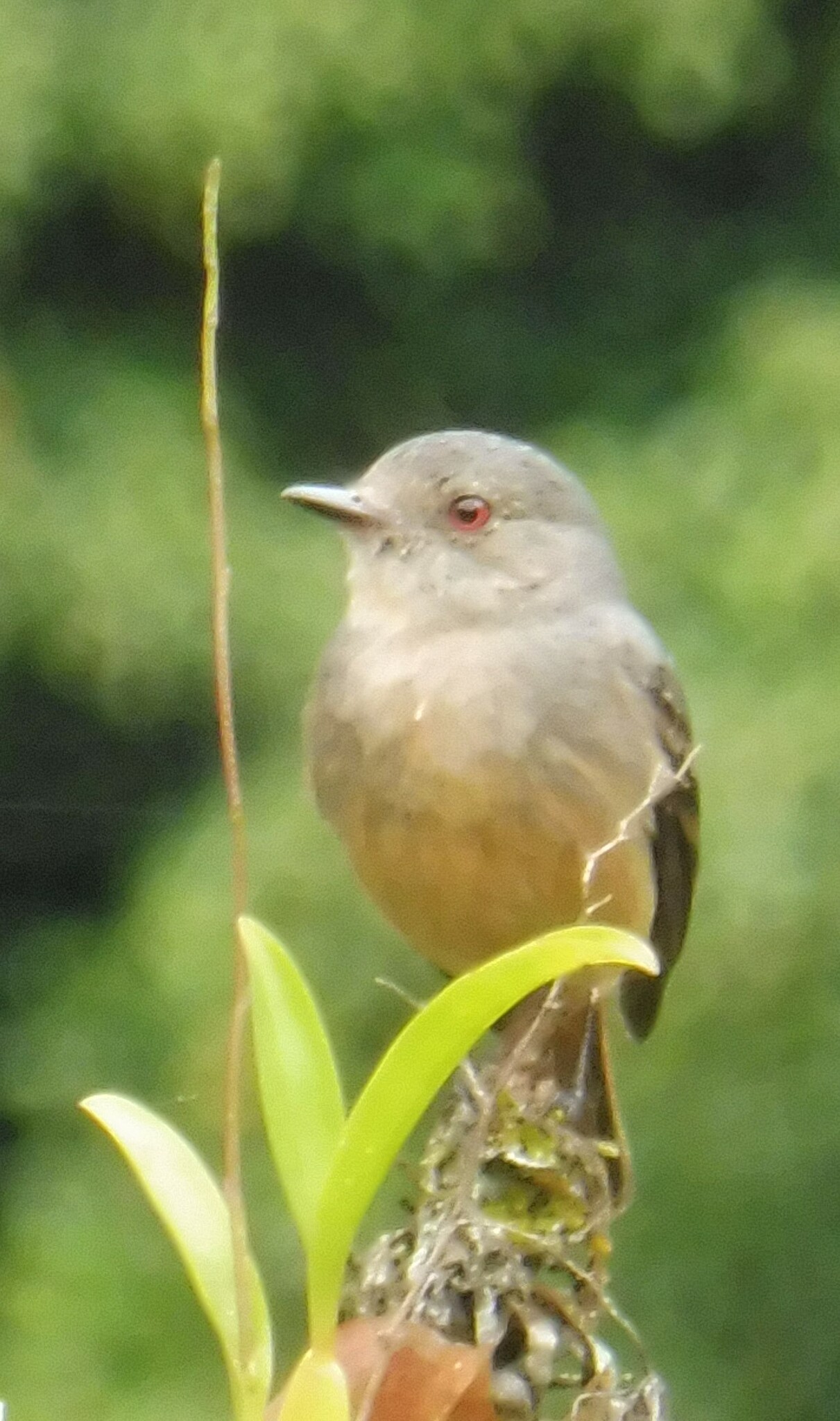 Rufous-tailed Tyrant (Knipolegus poecilurus), photo 2