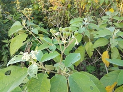 Solanum erianthum