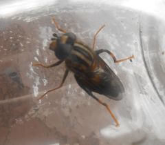 Helophilus antipodus