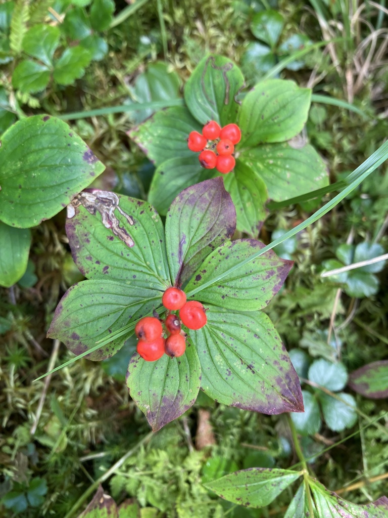 canadian-bunchberry-from-west-burke-vt-us-on-august-6-2023-at-02-23