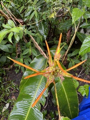 Heliconia latispatha image