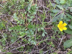 Potentilla hickmanii