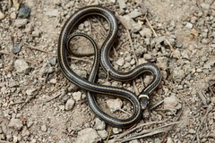 Tantilla gottei
