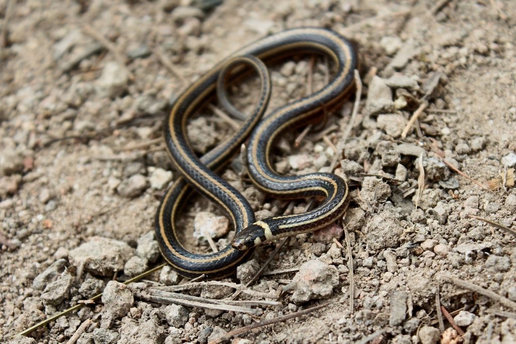 Tantilla gottei