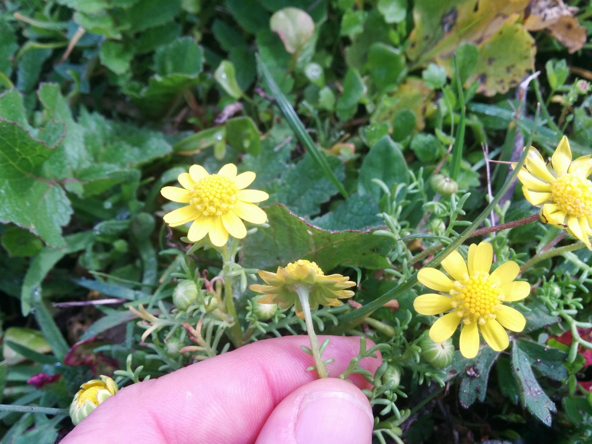 Blennosperma nanum var. robustum