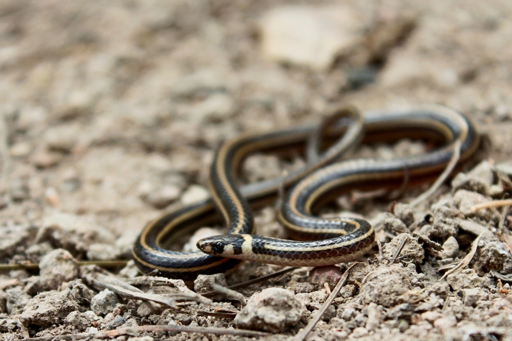 Central American Centipede Snake