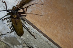 Orthomegas cinnamomeus