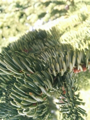 Abies magnifica