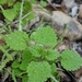 Western Nettle - Photo no rights reserved, uploaded by Alex Heyman