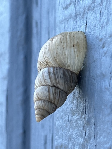 Bulimulus