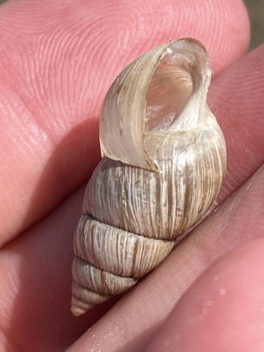 Bulimulus