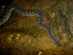 Acrochordus arafurae