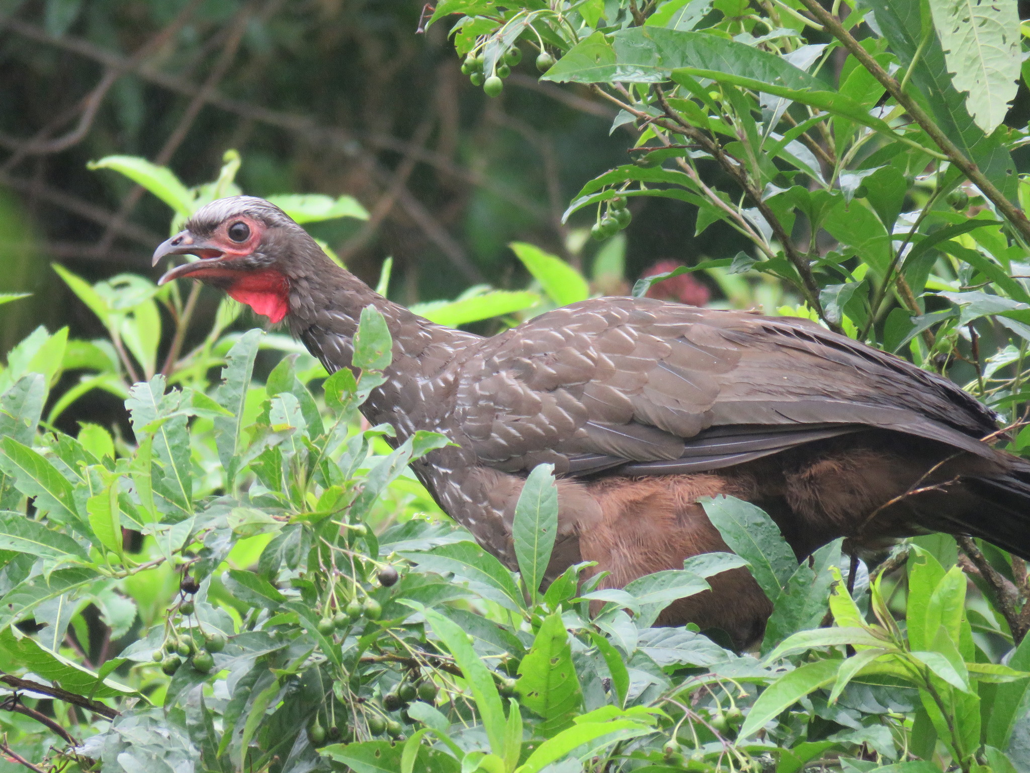 Red-faced Guan (Penelope dabbenei), photo 6
