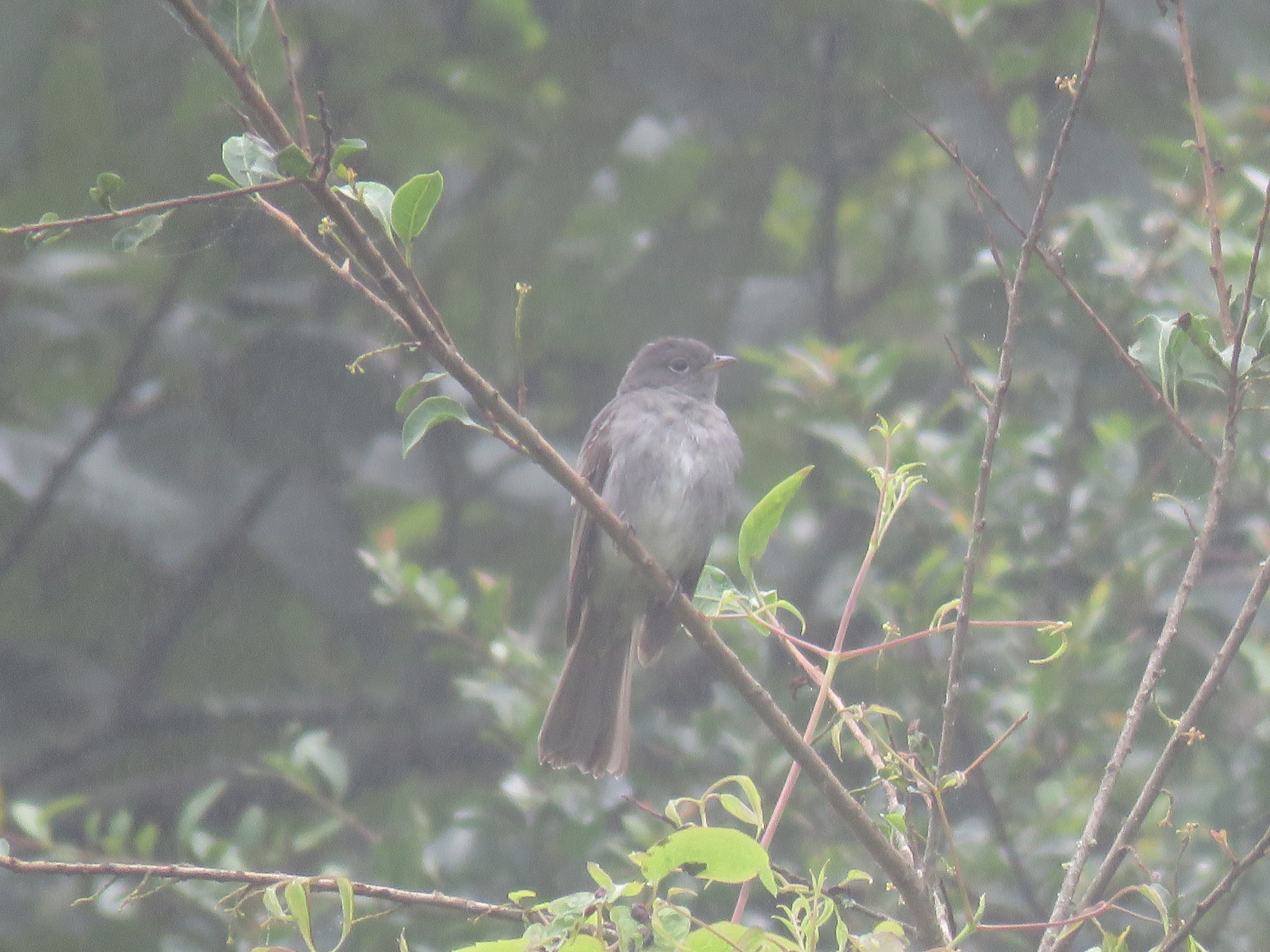 Slaty Elaenia (Elaenia strepera), photo 9