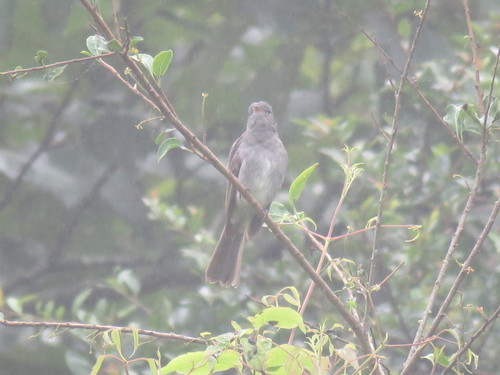 Slaty Elaenia (Elaenia strepera), photo 9