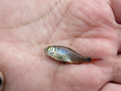 Characidae