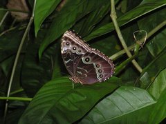 Morpho helenor narcissus