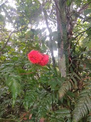 Brownea grandiceps