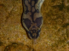 Acrochordus arafurae