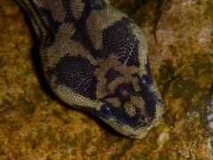 Acrochordus arafurae