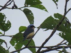 Pipraeidea melanonota