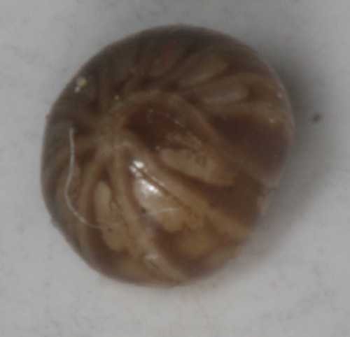 Glomeroides primus