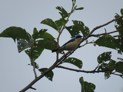 Pipraeidea melanonota