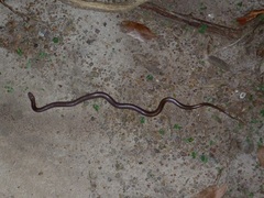 Cryptophis pallidiceps