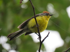 Myioborus brunniceps