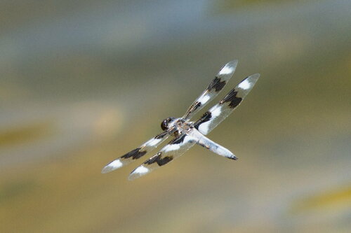 Eight-spotted Skimmer photo 5